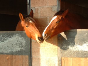 2 paarden