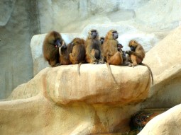 aapjes op rots